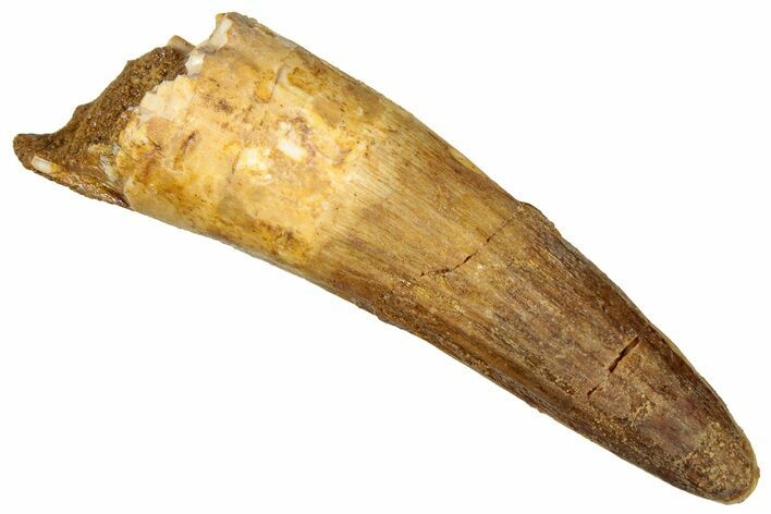 Fossil Spinosaurus Tooth - Real Dinosaur Tooth #329696